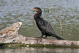 Double-crested Cormorantborder=