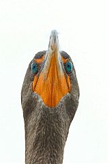 Double-crested Cormorant