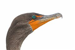 Double-crested Cormorant