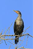 Double-crested Cormorantborder=