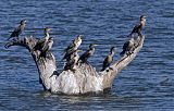 Double-crested Cormorantborder=