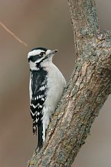 Downy Woodpecker