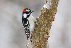 Downy Woodpecker