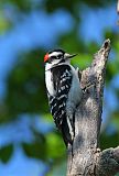 Downy Woodpecker