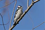 Downy Woodpecker