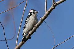 Downy Woodpecker