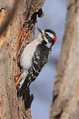 Downy Woodpecker