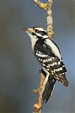 Downy Woodpecker