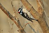 Downy Woodpecker