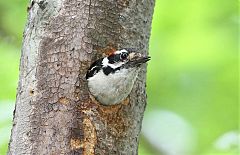 Downy Woodpecker