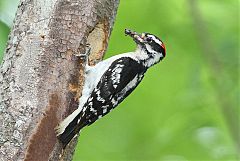 Downy Woodpecker