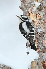 Downy Woodpecker