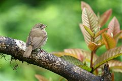 Dull-colored Grassquit