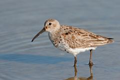 Dunlin