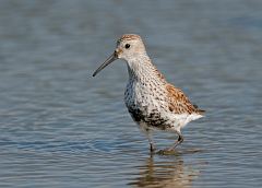 Dunlin