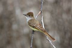 Dusky-capped Flycatcher