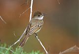 Dusky-capped Flycatcher