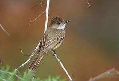 Dusky-capped Flycatcher