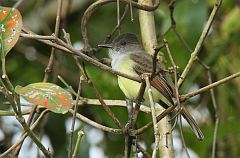 Dusky-capped Flycatcher