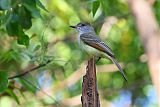 Dusky-capped Flycatcher