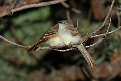 Dusky-capped Flycatcher