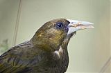 Dusky-green Oropendola