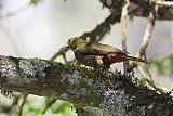 Dusky-green Oropendola