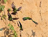 Dusky-headed Parakeetborder=