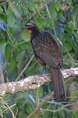 Dusky-legged Guan