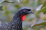 Dusky-legged Guan