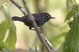 Dusky-tailed Antbird