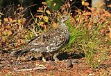 Dusky Grouse