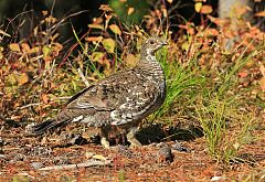 Dusky Grouse