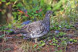 Dusky Grouse