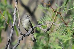Dusky Flycatcher