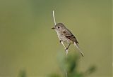 Dusky Flycatcher