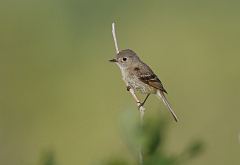 Dusky Flycatcher