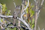 Dusky Flycatcher