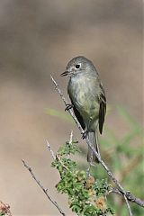 Dusky Flycatcher
