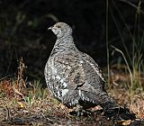 Dusky Grouse