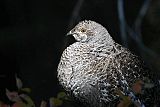 Dusky Grouse