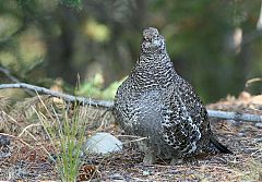 Dusky Grouse