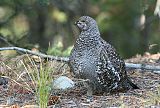 Dusky Grouse