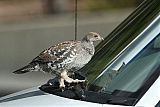 Dusky Grouse