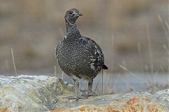 Dusky Grouse