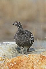 Dusky Grouse