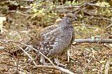 Dusky Grouse