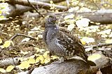 Dusky Grouse