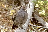 Dusky Grouse