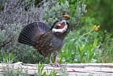 Dusky Grouseborder=